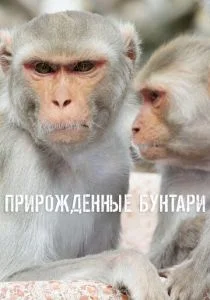 Прирождённые бунтари (сериал, 2018)