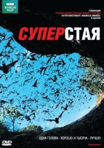 BBC: Суперстая (сериал, 2009)
