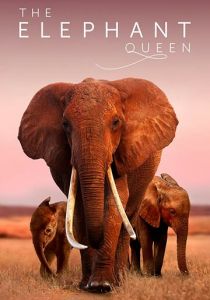 Королева слонов (2019)